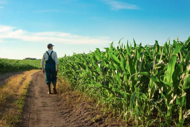 Photo of Caucasian calm male maize grower in overalls walks along corn field with tablet pc in his hands