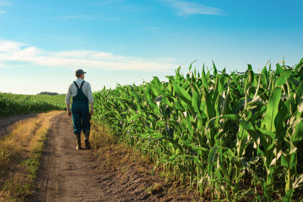 caucasian calm male maize grower in overalls walks along corn field with tablet pc in his hands - farmer imagens e fotografias de stock