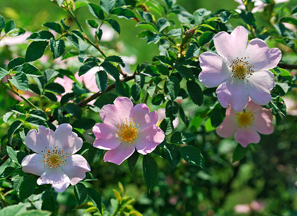 flores - dogrose imagens e fotografias de stock