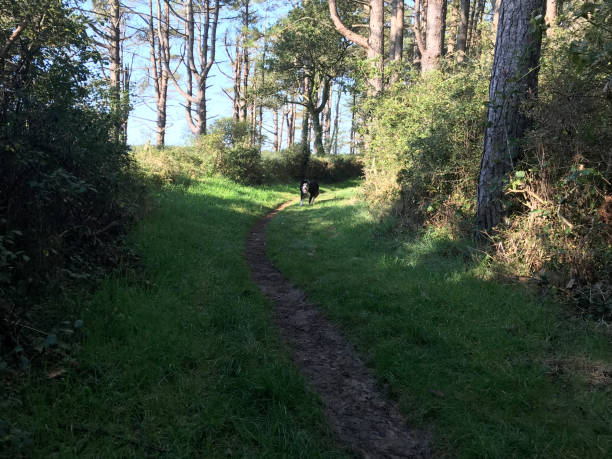 istock Border collie walking on woodland path 1354243514