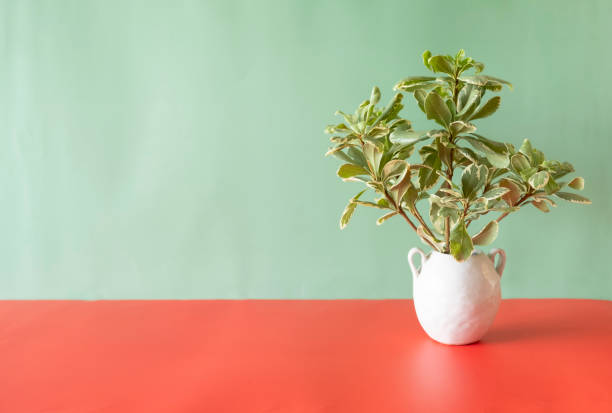 Cut green plant in a white vase on a bright colored base with lots of copy space.