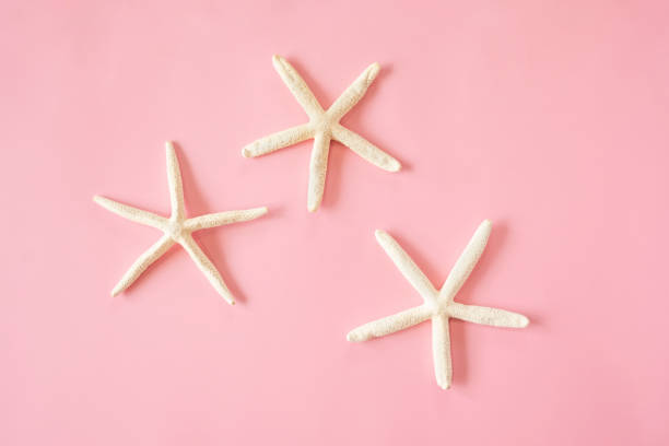 Three Starfish On A Vinbrant Pink Background
