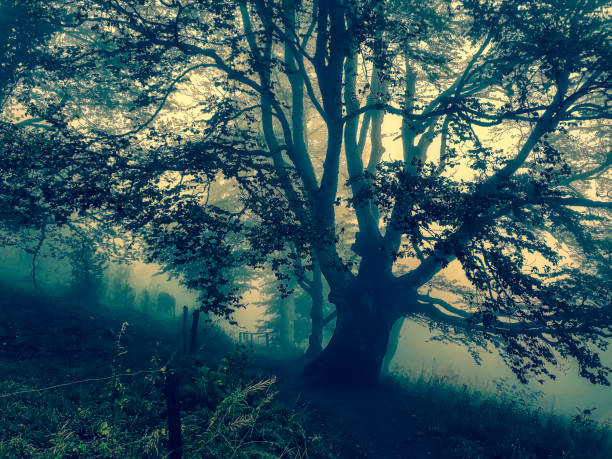 istock Trees in the Black Forest in Germany with fog. 1354245029