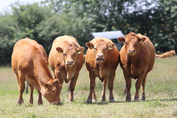 istock A herd with four brown cows, on the pasture 1354245185