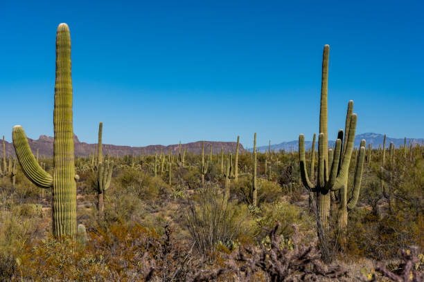 istock Saguaro Cacti Cover the Scene 1354245630