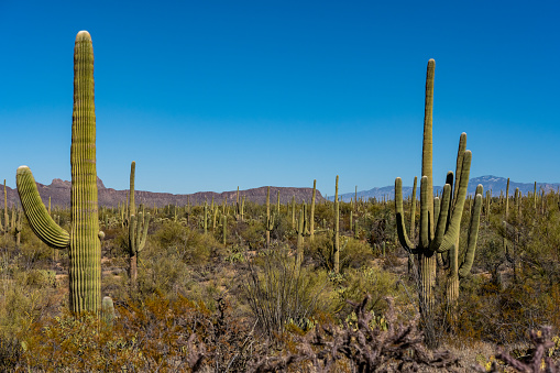 Saguaro Cacti Cover the Scene with mountains behind