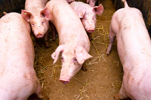 Pigs in the pigsty of a fattening farm of a country butcher. almost 95 percent of pigs suffer in narrow, dirty stalls with fully slatted floors. Straw for rooting, separate areas for eating, lying down and excrement, space to move around? Only rarely, the majority of the pork sold is cheap meat from poor animal husbandry.