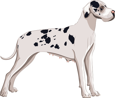 Great Dane dog breed isolated on white background.