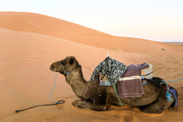 istock camel in the desert, photo as background 1354248461
