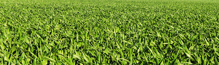 Young green corn plants in summer seen from below