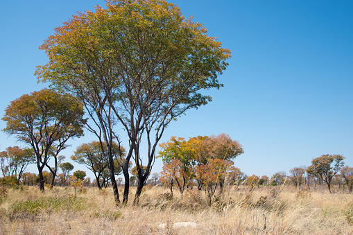 Beautiful landscape with autumn color trees and blue sky. Namibia, Africa