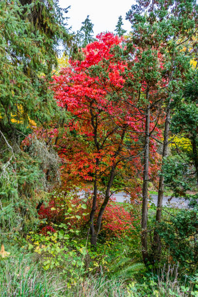 istock Washington Park Arboretum Autumn Road 5 1354250319