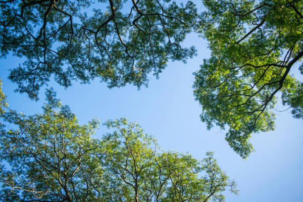 istock green tea garden and long trees on mountains 1354250333