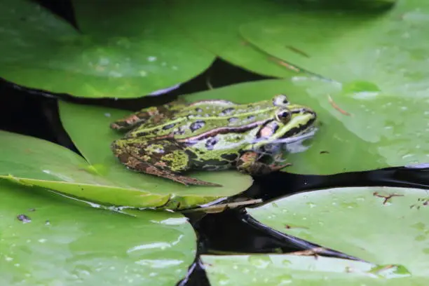 Pelophylax is a genus of true frogs widespread in Eurasia, with a few species ranging into northern Africa