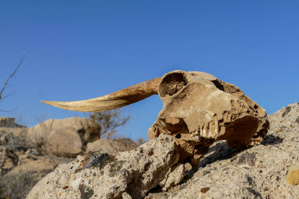 istock Dry Goat Skull Bone, Goat Skull background in the desert 1354251171