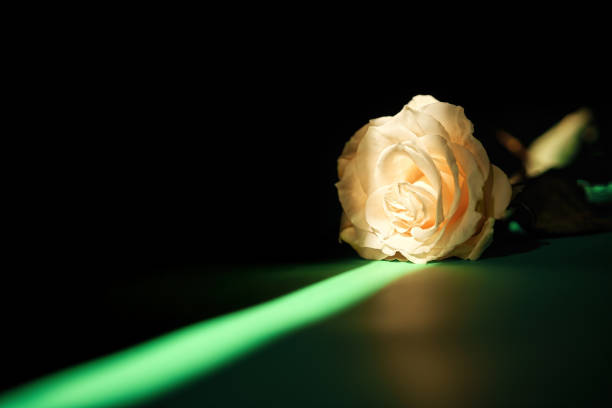 Close up of a white rose in full bloom.  The white rose is the symbol for Yorkshire, a county of England.  The gift of a white rose is commonly associated with an expression of a strong bond of love, devotion to one another,  and hope.  Belfast, Northern Ireland.