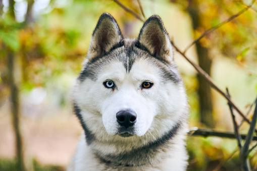 Purebred Siberian Husky portrait close up, Siberian Husky face with white and black coat color and different eyes, sled dog breed. Husky dog muzzle outdoor for design, blurred forest background