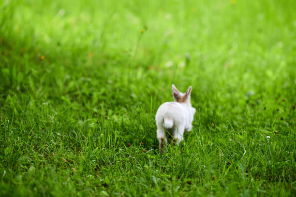 istock Little white fluffy rabbit jumping on vivid green lawn, blurred unfocused background 1354254392