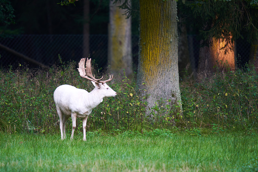 A white albino fallow deer (Dama dama, damwild) on the green meadow in front of old trees in a wild enclosure. Summer wildlife in germany. Side view.