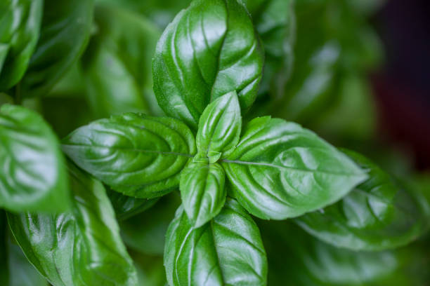 istock close-up of fresh basil leaves 1354255015