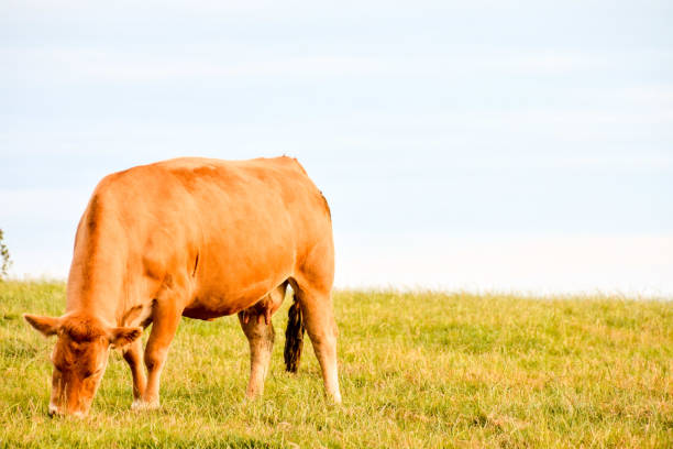 istock Curious french brown cow in a meadow 1354255785