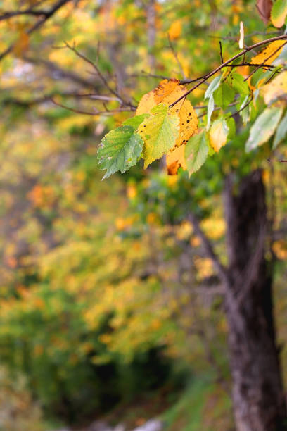 istock Colorful Autumn Leaves 1354256381