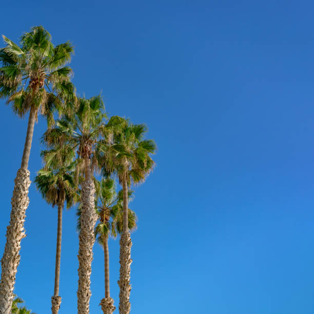 istock Group of palm trees with clear sky 1354256669