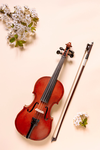 Close up of Branch of blossoming cherry and violin with  bow on pastel Calming Coral  background