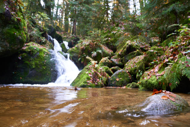 1 Stone with autumn leaves in a pond. Waterfall between some mossy rocks in the background. Germany, Gertelbach.