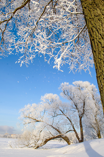 Frost-covered trees shining in the sunset sunlight. A picturesque and magnificent winter scene