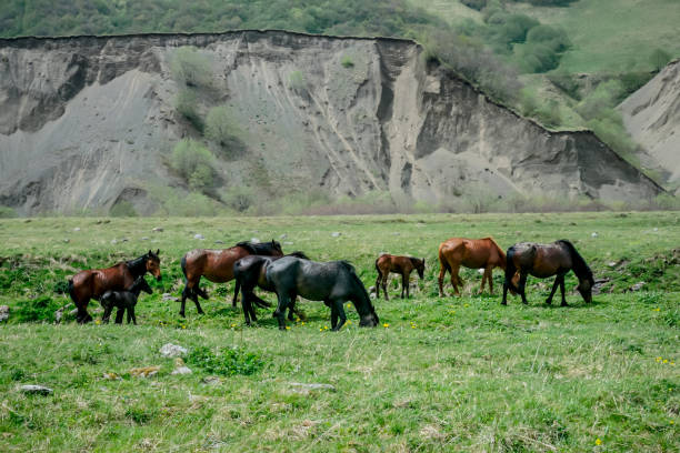 istock Horses graze on a green meadow in the Caucasus Mountains 1354261044