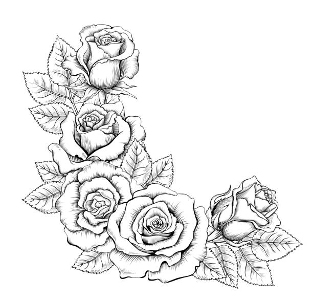 1,100+ Drawing Of A Floral Border Black White Roses Illustrations,  Royalty-Free Vector Graphics & Clip Art - Istock