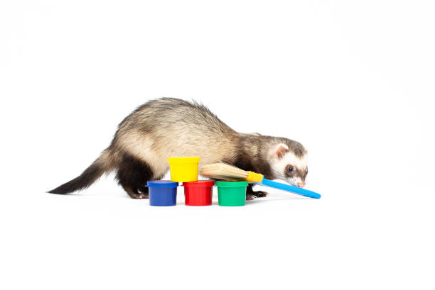 istock Ferret play isolated on a white background 1354264701