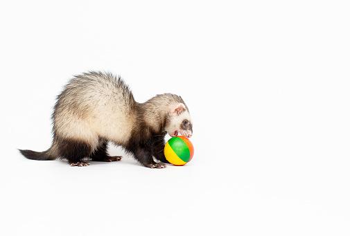 playing brown ferret in front of white background