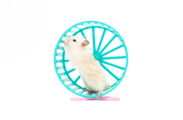 istock Hamster in a wheel over white background 1354265859