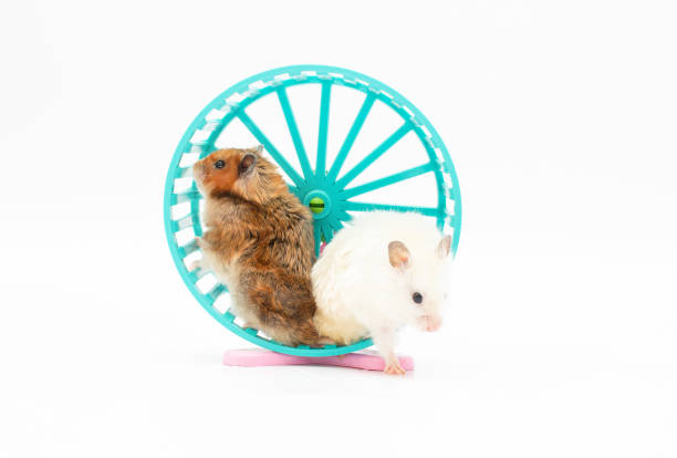 istock Hamster in a wheel over white background 1354265871