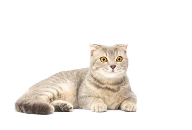 istock cute Scottish fold cat grey isolated on white background 1354265899