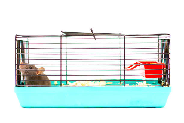 black rat sits in cage on a white background care about pet black rat sits in cage on a white background care about pet rat cage stock pictures, royalty-free photos & images