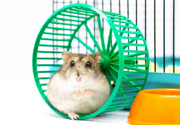 istock light hamster in a green wheel cute pet 1354267460