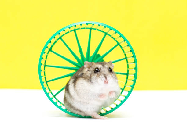 istock light hamster in a green wheel cute pet 1354267566