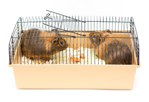 Two guinea pigs red black in cage on white background home pets