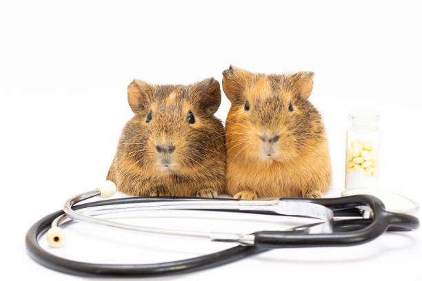 istock US-Teddy Guinea close-up with stethoscope 1354267909