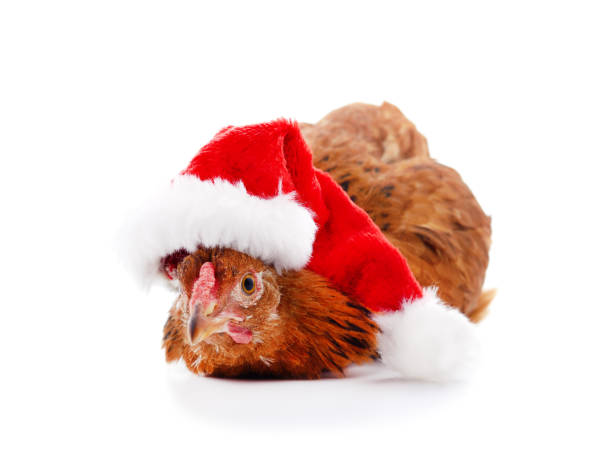 istock Chicken in a Christmas hat. 1354268329