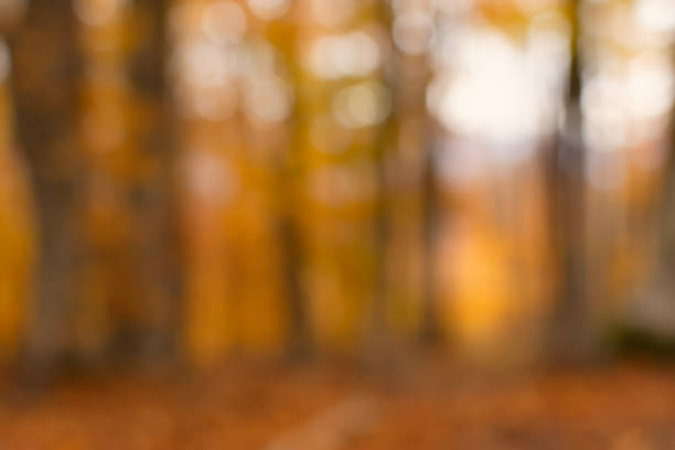 istock Blurred abstract background of orange yellow tree. 1354269191