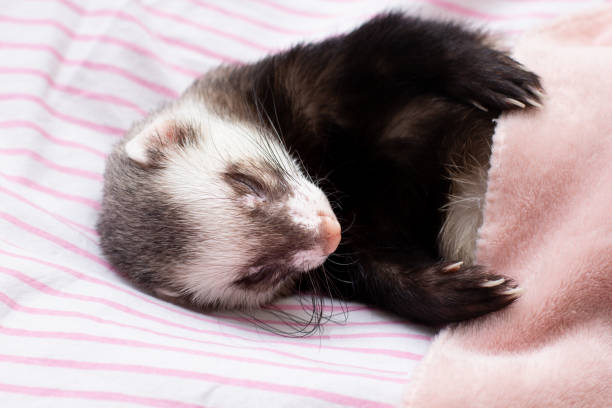 istock The ferret sleeps on the bed 1354269954