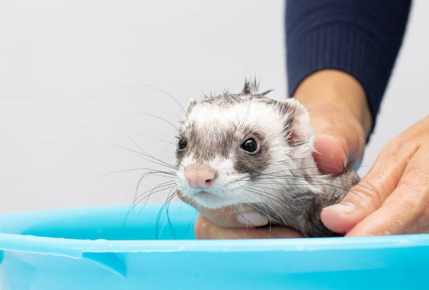 istock Ferret polecat wash in water on a white background 1354269958