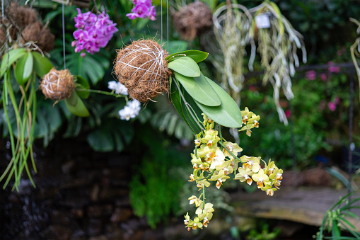 Hanging indoor plants. Yellow and pink orchids in kokedama or moss ball. The concept of growing exotic plants.