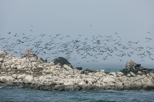 Seagulls on the foggy coast in Monterey, California, USA