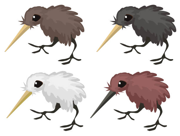 Kiwi Bird Cartoons Illustrations, Royalty-Free Vector Graphics & Clip Art - iStock Kiwi Bird Cartoons Illustrations, Royalty-Free Vector Graphics & Clip Art - iStock