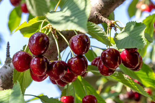 Cherry fruit advertising background. Topic: gardening, harvest .